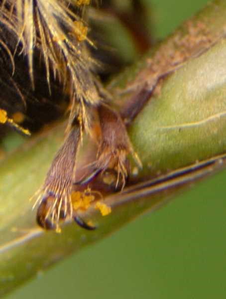 tarsal claw of a bee tarsal claw of a bee