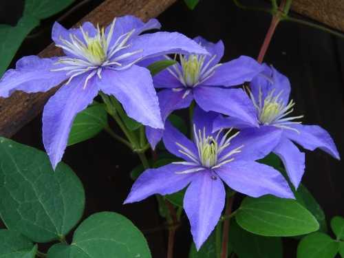 Clematis Diana's Delight large blue clematis flowers of Clematis Diana's Delight