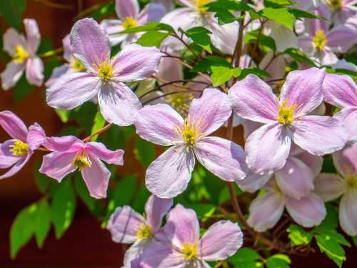 Pink Clematis montana flowers