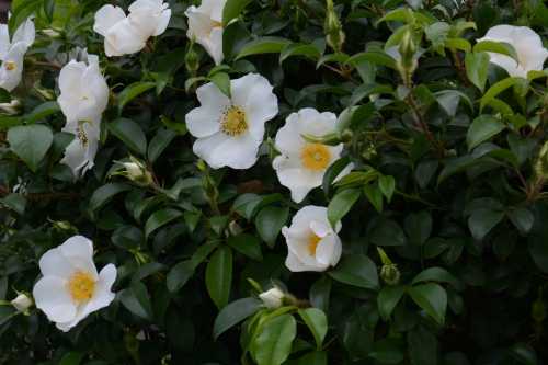 pale pink climbing roses pale pink climbing roses