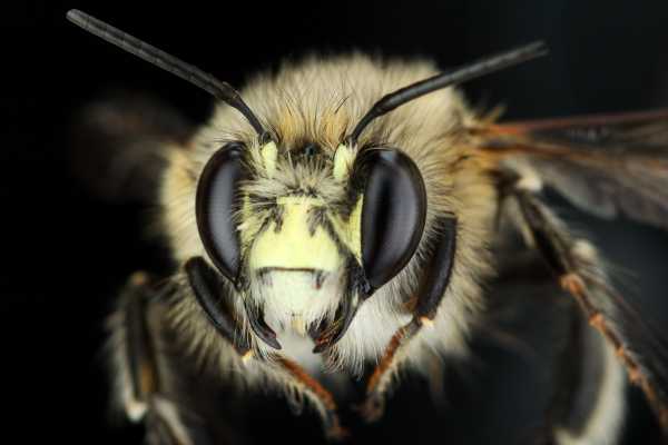 macro shot of the face of a bee
