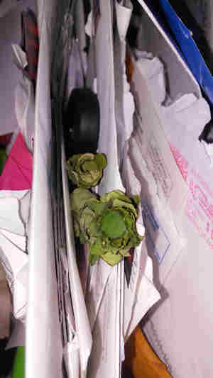 The Carpenter mimic leafcutter bee has now sealed up the tunnel entrance with a segment of leaf