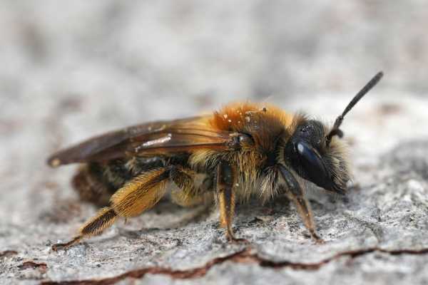 Andrena augustior female female Groove-faced mining bee Andrena angustior, close up side shot
