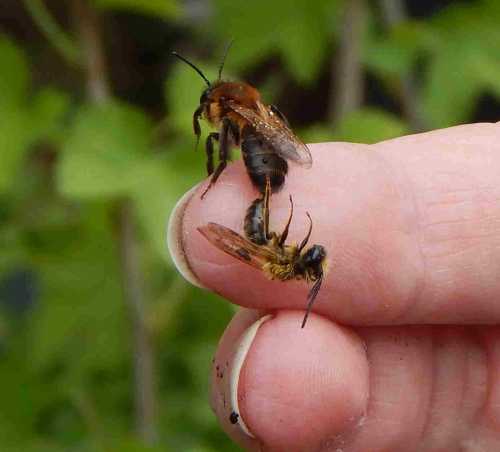 Miner Bees In Your Lawn What To Do About Ground Nesting Bees