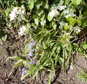 Above, white and pale blue <I>Hyacinthoides hispanica.</I> white and pale blue <I>Hyacinthoides hispanica.</I>