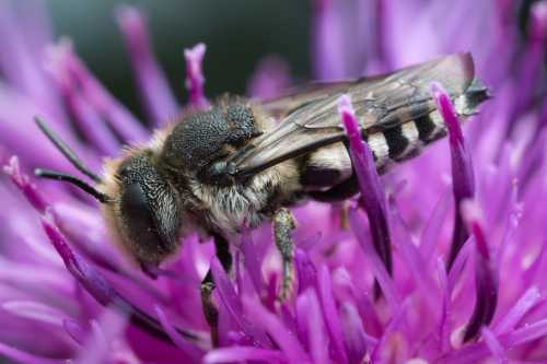 Coelioxys (possibly Coelioxys conoidea) - large sharp-tail bee.  A male.  It has dark brown antennae and thorax, dark markings on the pale abdomen.