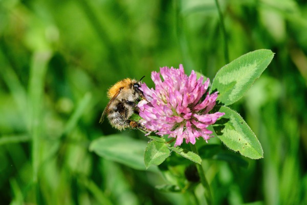 Common carder bumble bee on red clover