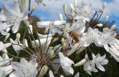 Common carder bumble bee on white Agapanthus (African Lily) Common carder bumble bee on white Agapanthus (African Lily)