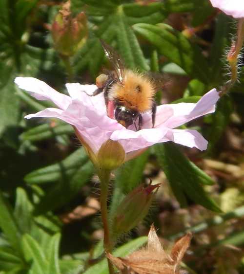 Plant hardy geraniums for bees.  Pictured: Gingery haired Common carder bumble bee foraging on a pink  <I>Geranium sanguineum var. striatum</I>.