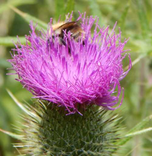 Common carder bumble bee Bombus pascuorum on spear thistle Cirsium vulgare. Common carder bumble bee Bombus pascuorum on spear thistle Cirsium vulgare.