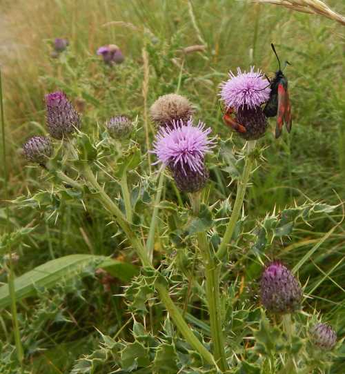 Common red soldier beetle - a proportionately long, red - bodied beetle, and with a burnet moth on creeping thistle Common red soldier beetle - a proportionately long, red - bodied beetle, and with a burnet moth on creeping thistle