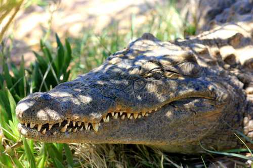 Bees' teeth are nothing like those of a crocodile! A crocodile showing its teeth