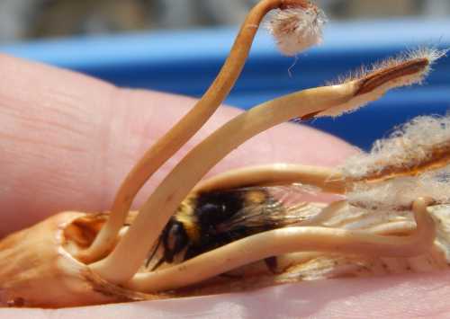 dead bumble bee trapped inside an acanthus flower, showing the long stiff stamens of the flower