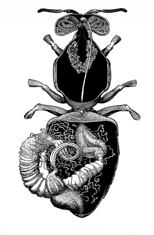 digestive system of a bee alimentary canal