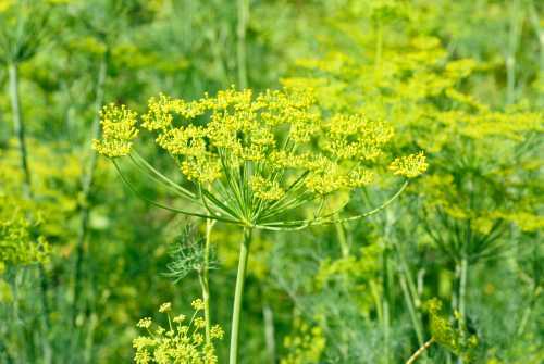 Dill in flower with yellow flower heads