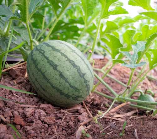 water melon on a plant