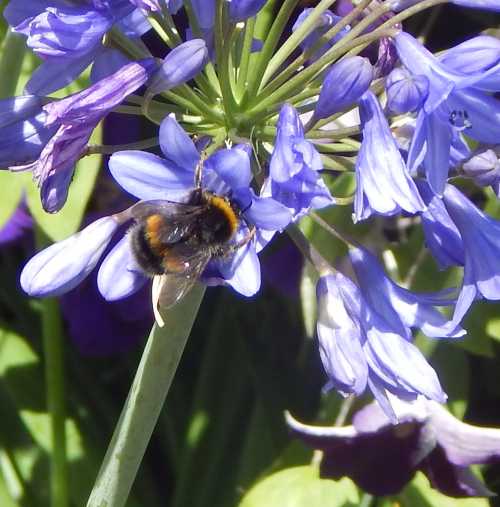 do bumble bees like agapanthus do bumble bees like agapanthus