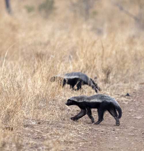 Do Honey Badgers Really Eat Honey? Do Honey Badgers Really Eat Honey?