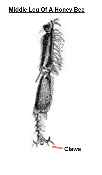 middle leg of a honey bee drawing of the middle leg of a honey bee showing foot