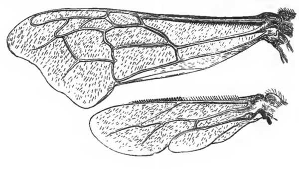 honey bee wings pencil drawing