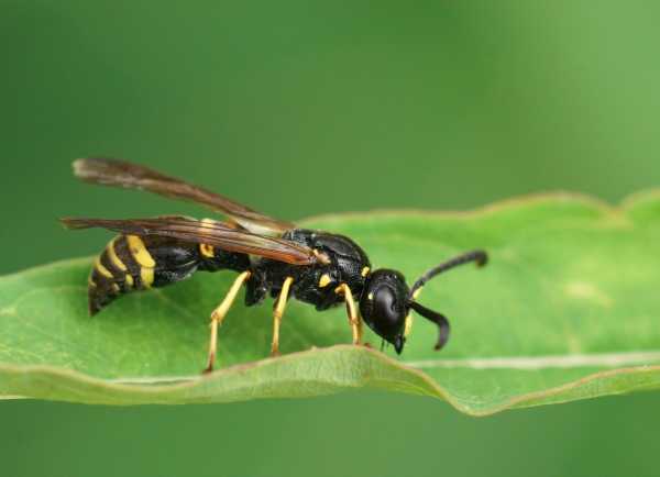 Closeup of an Early Mason Wasp, Ancistrocerus nigricornis sitting on a green leaf