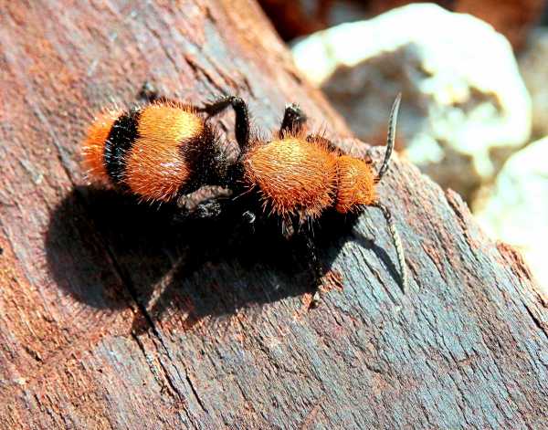 Eastern Velvet ant Dasymutilla occidentalis also known as the cow killer, this wingless  female is actually a type of wasp