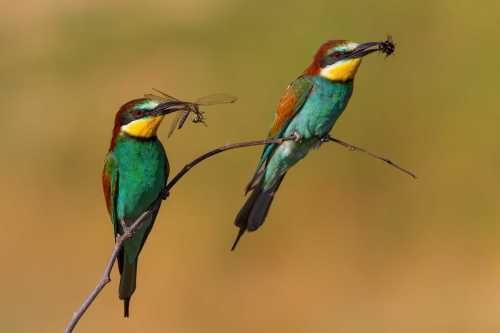 Do Bee-Eaters Eat Bees And Do they Get Stung? And Other Questions