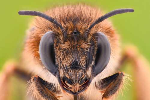 Honey bee face close up Face of the honey bee close up