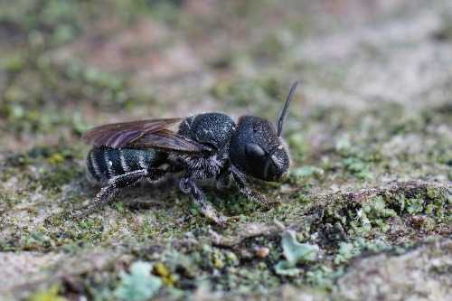 Closeup of Osmia caerulescens blue mason bee female