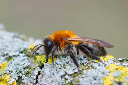 Grey-patched mining bee, Andrena nitida. Female female grey patched mining bee Andrena nitida, a slim bee with a gingery coloured thorax, and with a dark abdomen