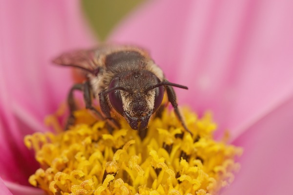 Closeup with a good view of the face of a female Patchwork leafcutter bee, Megachile centuncularis, sitting in a pink Cosmos flower Closeup with a good view of the face of a female Patchwork leafcutter bee, Megachile centuncularis, sitting in a pink Cosmos flower