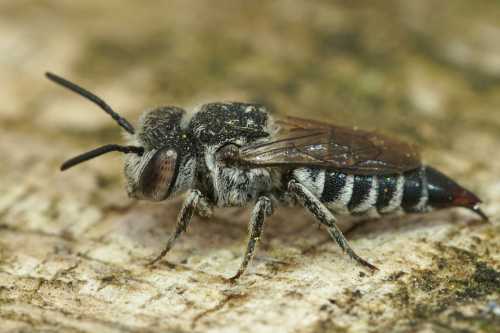 Sharp-abdomen Sharp-bellied bee, Coelioxys acanthura female cleptoparsite Sharp-abdomen Sharp-bellied bee, Coelioxys acanthura
