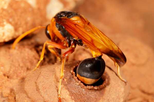 Female Orange Potter Wasp depositing egg in mud nest chamber