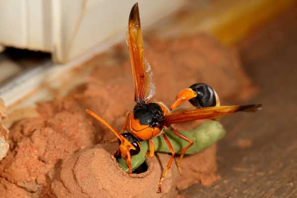 Female Orange Potter Wasp placing caterpillar in mud nest chamber for her larvae on hatching Female Orange Potter Wasp placing caterpillar in mud nest chamber for her larvae on hatching