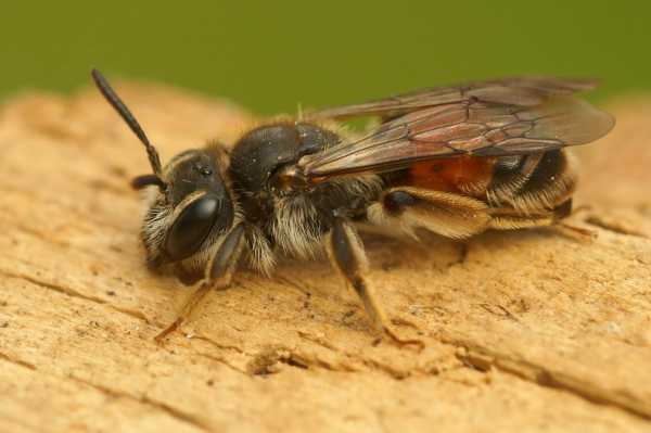 female Red girdled mining bee Andrena labiata, close up shot side view