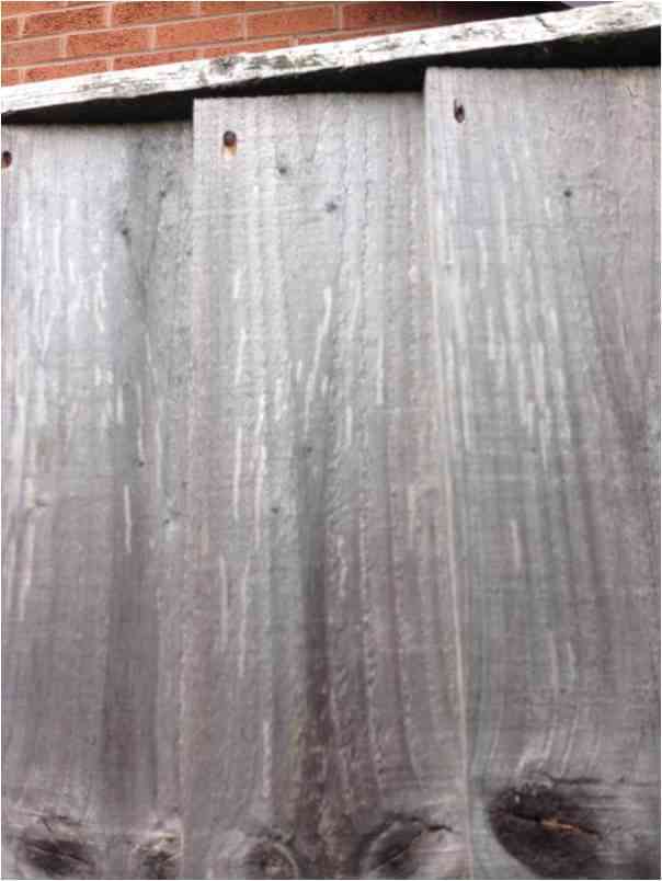 Een stuk houten hekwerk dat bleke, dunne witte krastekening vertoont waar wespen materiaal verzameld hebben waarmee ze pulp maken voor de bouw van hun nesten.