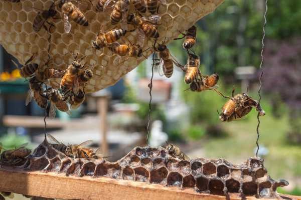 festooning honey bees forming a chain between hive frames