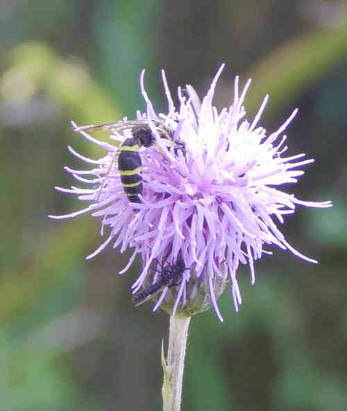 A Field Digger Wasp, Argogorytes mystaceus .  This Crabonid wasp is more closely related to bees than to some other wasp species. A Field Digger Wasp, Argogorytes mystaceus .  This Crabonid wasp a small, slender wasp with a black body and thin yellow stripes on the abdomen.