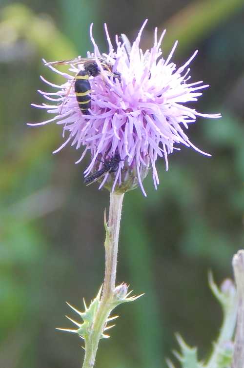 Field digger wasp on creeping thistle - Cirsium arvense (black fly unidentified). Field digger wasp on creeping thistle - Cirsium arvense (black fly unidentified).