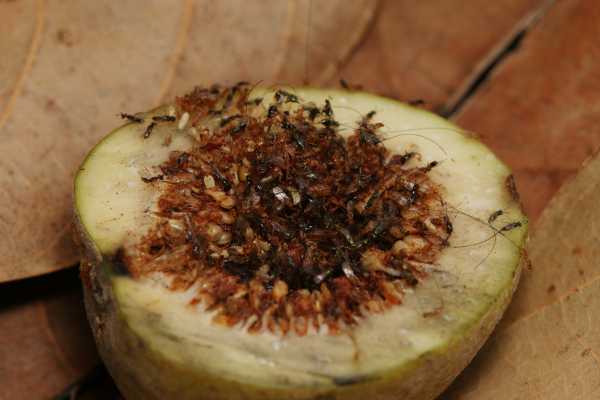 a mass of fig wasps inside a fig