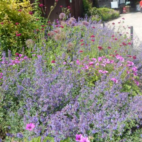 Mints, geraniums, alliums and scabiosa provide a range of flower shapes for bees and pollinators in this border.