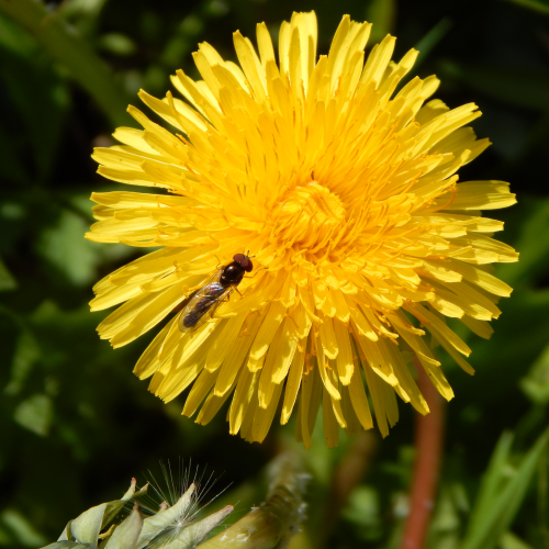 Self Pollination