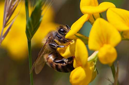 honey bee foraging on small yellow wildflower honey bee foraging on small yellow wildflower