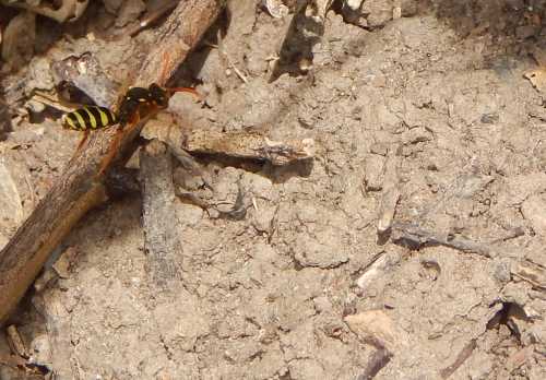 gooden's nomad bee flying in to land by a nest burrow entrance gooden's nomad bee flying in to land by a nest burrow entrance