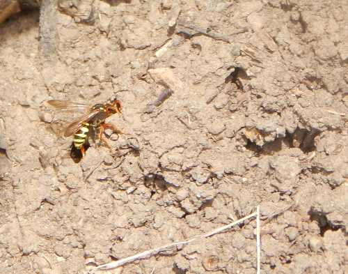 Gooden's nomad bee is leaving the nest burrow. Gooden's nomad bee is leaving the nest burrow.