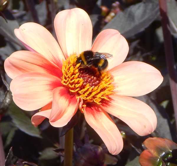 Bombus species on Dahlia flower gorgeous bumble bee foraging on a peach coloured Dahlia flower