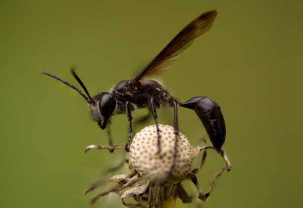 Grass-Carrying Wasp, Isodontia mexicana a small black wasp sitting on an old flower head
