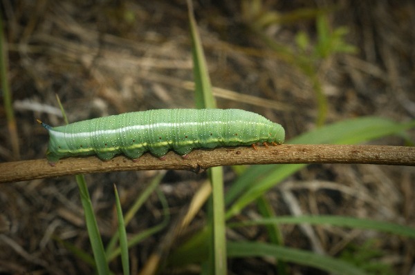 Macroglossum stellatarum green caterpillar of the hummingbird hawk-moth, Macroglossum stellatarum