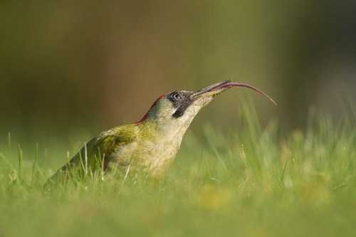 Green Woodpecker Green woodpecker in the grass, exposing long tongue