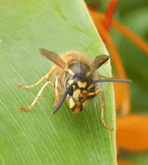 Wasp Nest Identification Chart